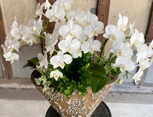 通販で大人気の花鉢！紫陽花やミニ胡蝶蘭の寄せ植えギフト特集